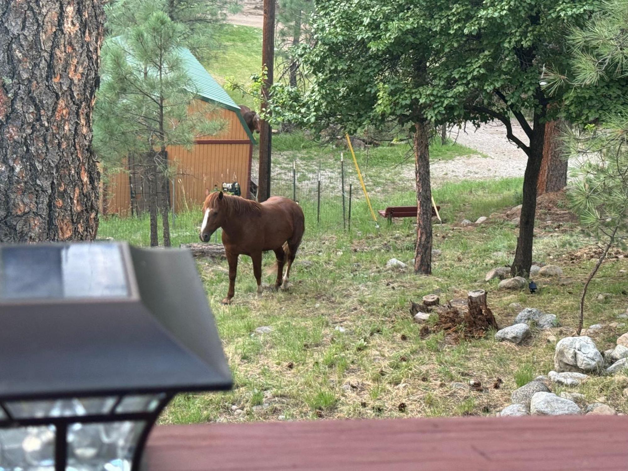 Gonzales Cozy Little Bear Cabin Ruidoso Buitenkant foto