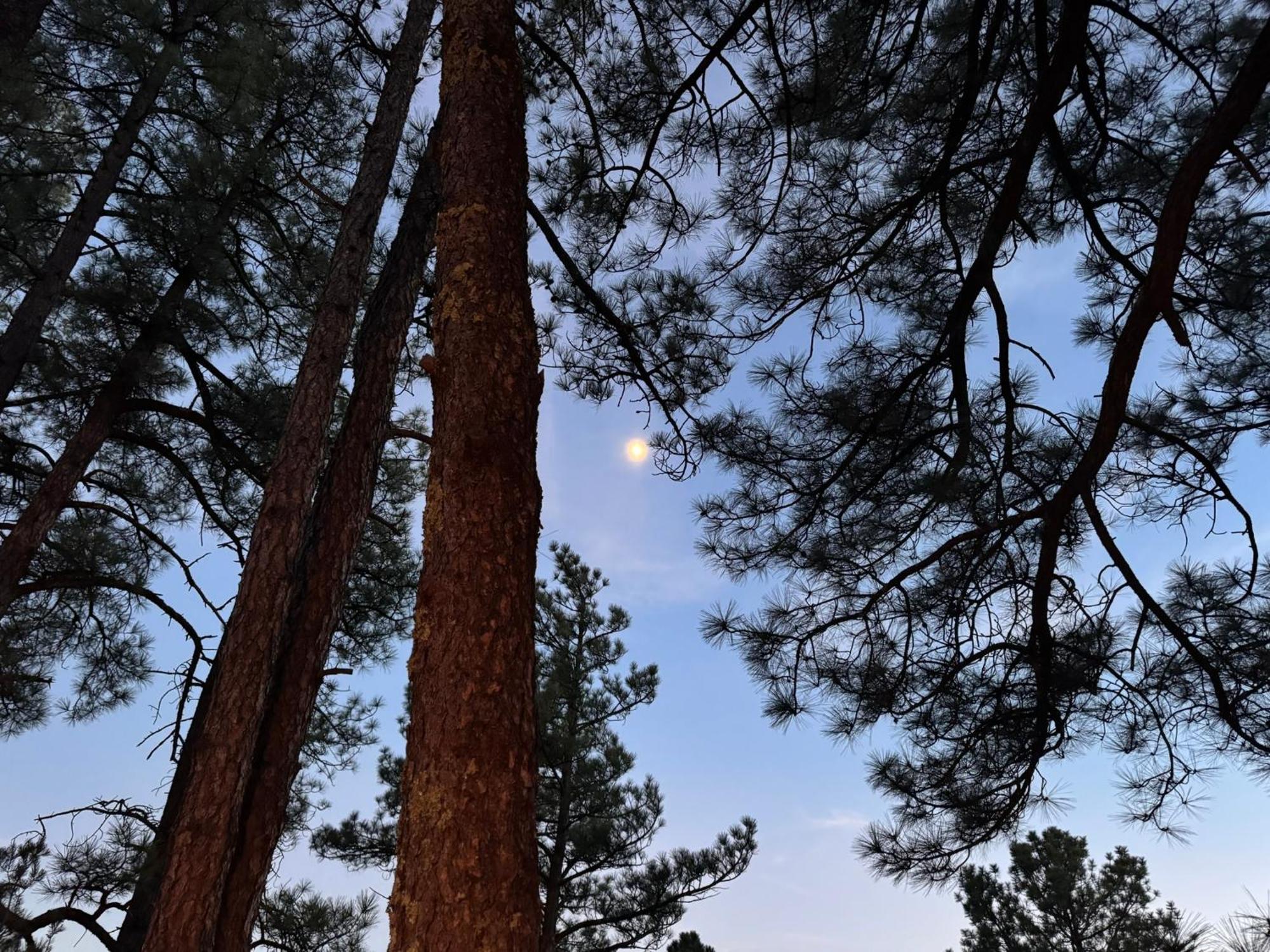 Gonzales Cozy Little Bear Cabin Ruidoso Buitenkant foto