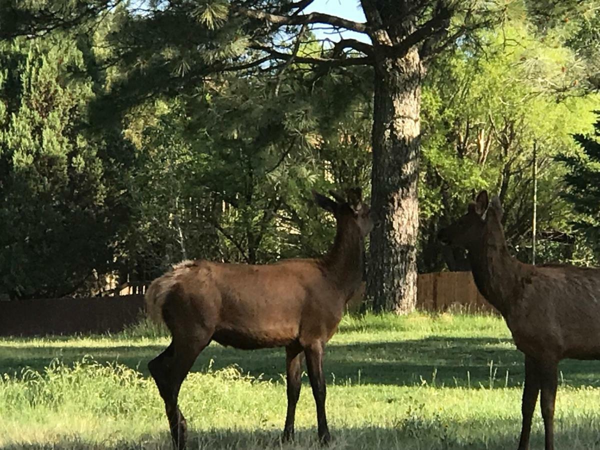 Gonzales Cozy Little Bear Cabin Ruidoso Buitenkant foto