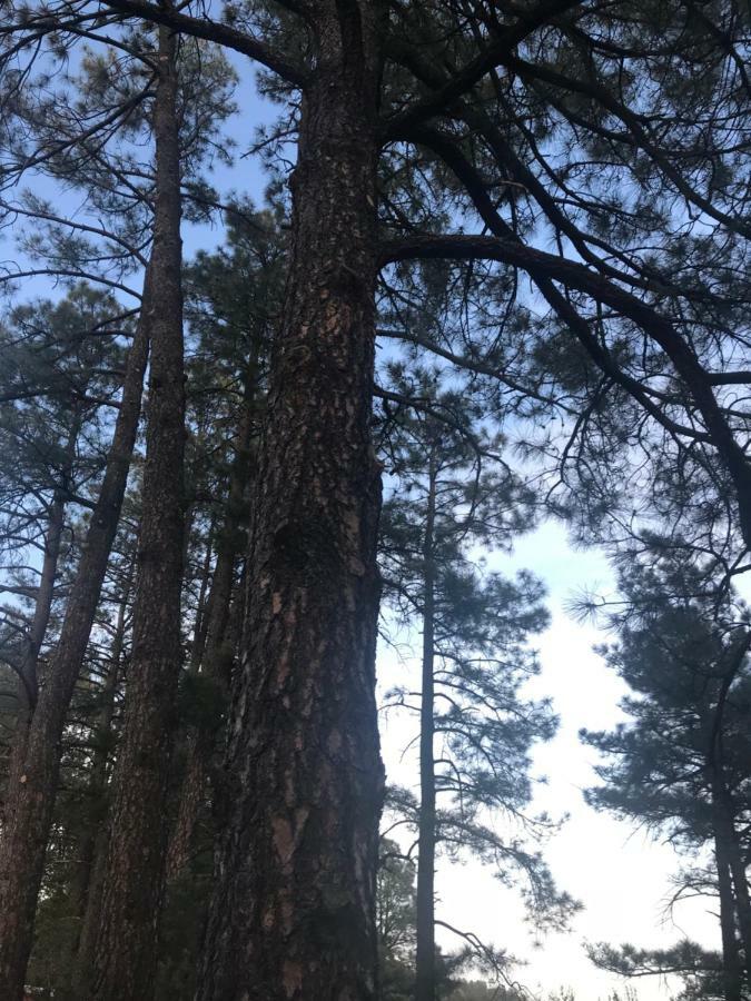 Gonzales Cozy Little Bear Cabin Ruidoso Buitenkant foto